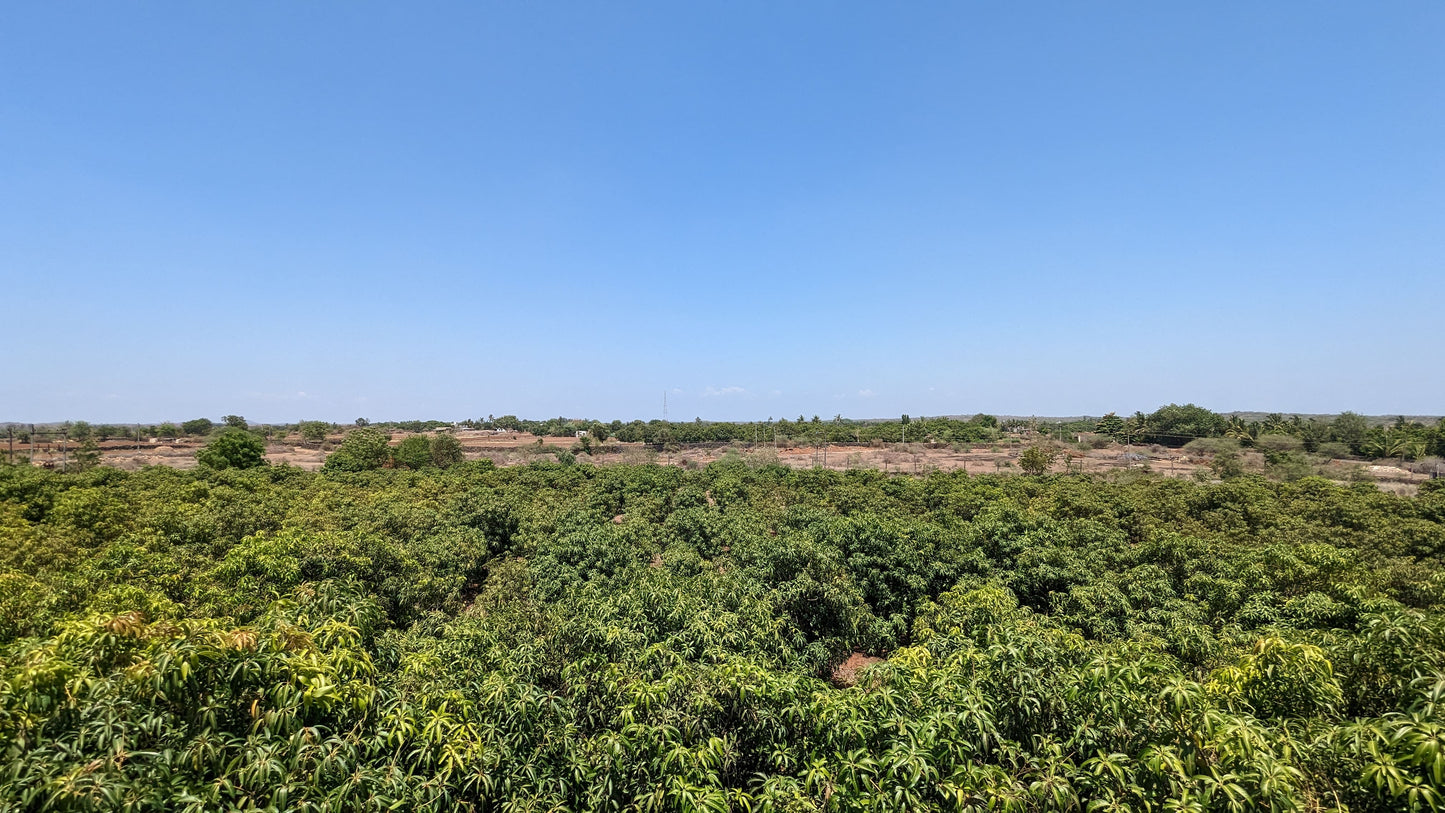 Box of Mangoes Export Quality (3 Kg)