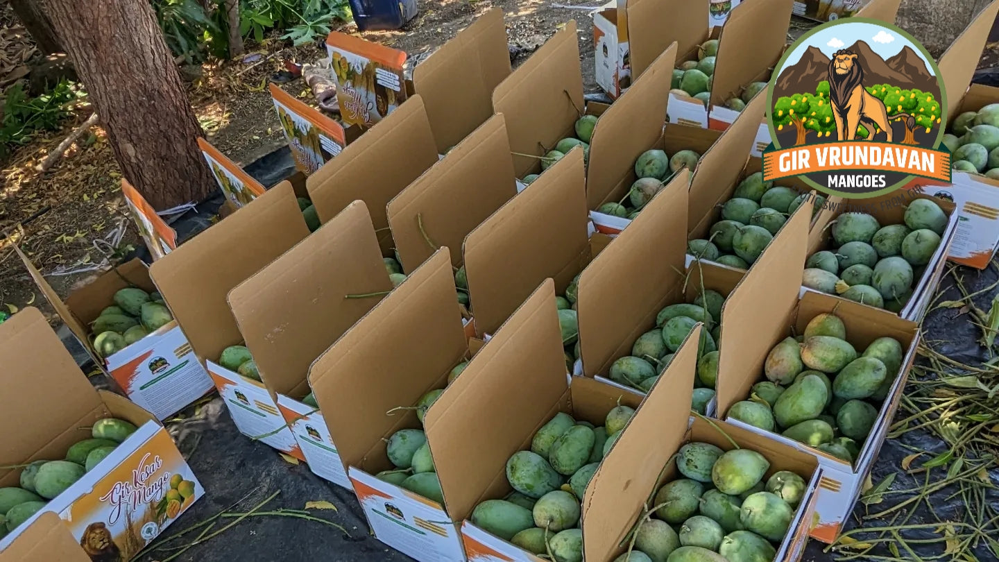 Box of Mangoes Export Quality (3 Kg)