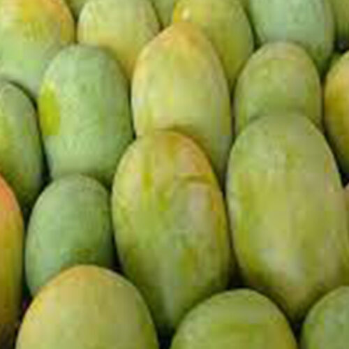 What does 100% Carbide-free mangoes mean?