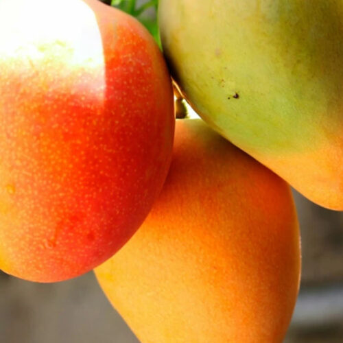 The process to ripe Mangoes at Home Naturally