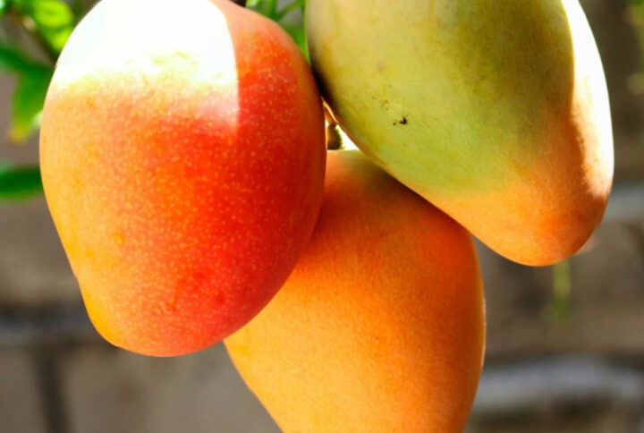 The process to ripe Mangoes at Home Naturally